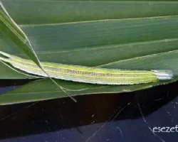 Opsiphanes invirae amplificatus