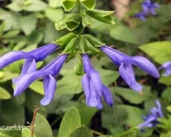 Salvia guaranitica