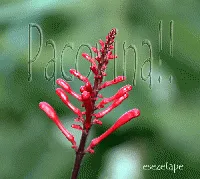 Para Pacovina!!