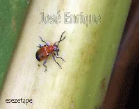 José Enrique