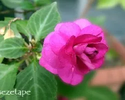  Impatiens walleriana