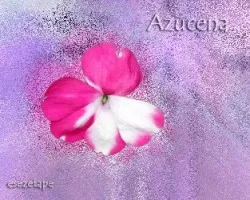 Moci, azucena, anacas, chuscarmen