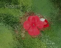 Moci, azucena, anacas, chuscarmen