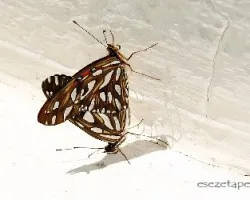 Mariposas