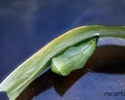 Opsiphanes invirae amplificatus