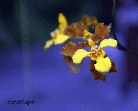 Orquidea