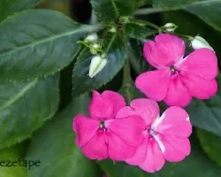 Impatiens walleriana