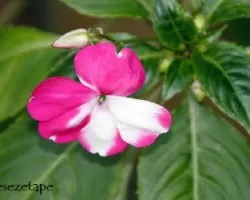 Impatiens walleriana