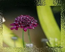 Cephalaria leucantha