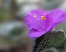 Tradescantia sillamontana 