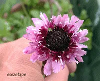 Cephalaria leucantha