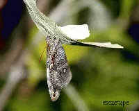 Opsiphanes invirae amplificatus