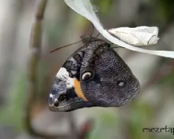 Opsiphanes invirae amplificatus