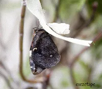 Opsiphanes invirae amplificatus