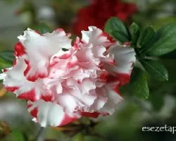 Azalea sp