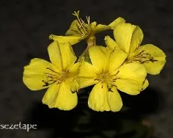 Oenothera biennis 
