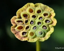 Nelumbo nucifera