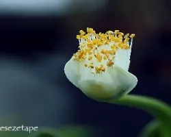 Haemanthus Alfiblos