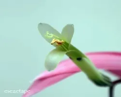 Billbergia Nutans