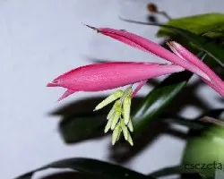 Billbergia Nutans