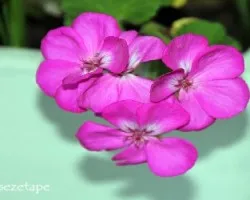 Pelargonium Zonale