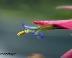 Billbergia nutans