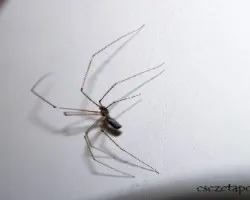 Pholcus phalangioides      