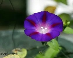 Ipomoea violacea