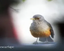 Turdus rufiventris