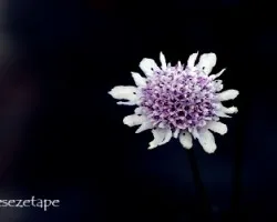 Cephalaria leucantha