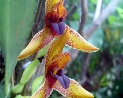 Maxillaria cucullata
