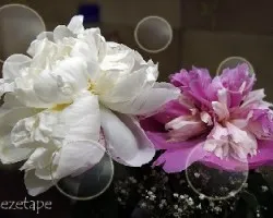 Burbujas transparentes!!