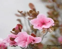 Azalea sp