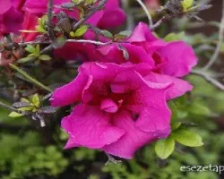 Azalea sp