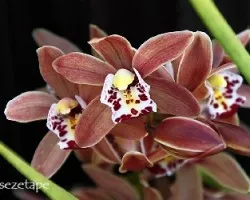 Cymbidium