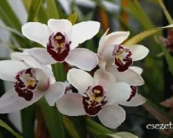 Cymbidium