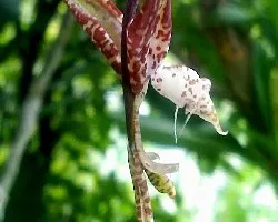 Gongora spp.