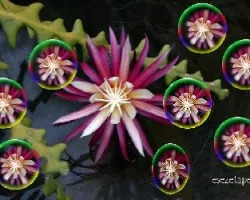 Burbujas!