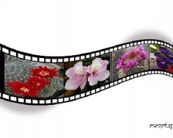 Se las dedico a mis amig@s!!!