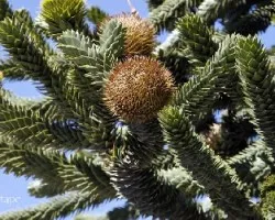 Araucaria araucana