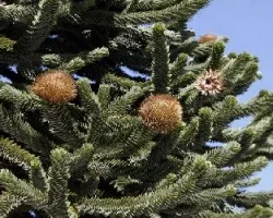 Araucaria araucana