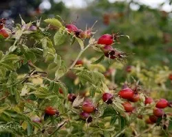 Rosa eglanteria = rosa rubiginosa
