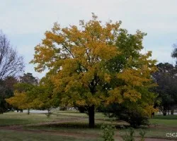 Otoño