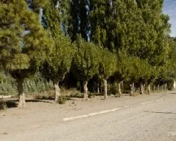Hilera