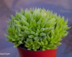 Haworthia cymbiformis