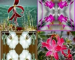 Mosaicos