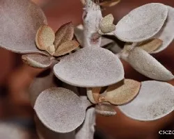 Kalanchoe orygalis