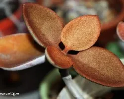Kalanchoe orygalis