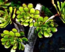 Aeonium arboreum