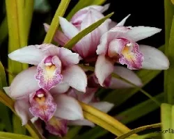 Cymbidium